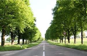 Allee im ländlichen Raum