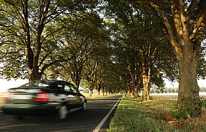 Bei sommerlichen Wetter fährt ein Auto auf einer Landstraße, die von beiden Seiten mit Bäumen umsäumt ist. Das Auto ist verwischt dargestellt, aufgrund der gefahrenen Geschwindigkeit.