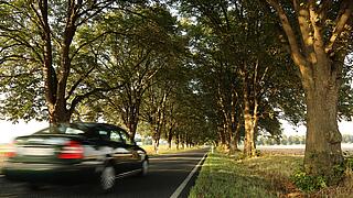 Auto fährt auf einer Allee im Sommer