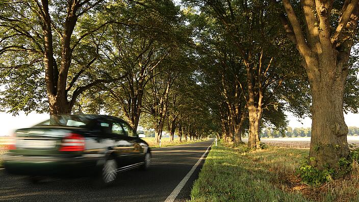 Auto fährt auf einer Allee im Sommer