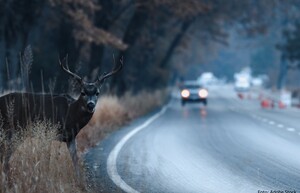 Vorne rechts im Bild steht ein Hirsch und blickt in Richtung der Kamera. Im Hintergrund nähert sich ihm ein Auto im Dämmerlicht.