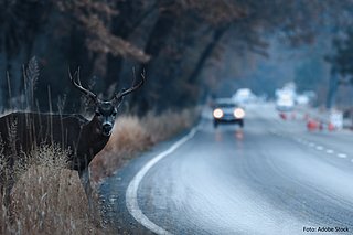 Vorne rechts im Bild steht ein Hirsch und blickt in Richtung der Kamera. Im Hintergrund nähert sich ihm ein Auto im Dämmerlicht.