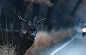 Ein Hirsch steht in der Dämmerung am Seitenrand. Von hinten kommt ein Auto angefahren.